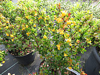 Berberis%20buxifolia%20Nana%20%20Blueten%2004.JPG