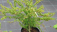Berberis%20thunbergii%20-%20Austrieb.JPG