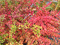 Berberis%20thunbergii%20-%20Herbstfaerbung.JPG