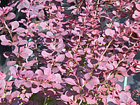 Berberis%20thunbergii%20Atropurpurea%20nah.jpg