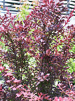 Berberis%20thunbergii%20Atropurpurea.jpg