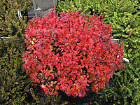 Berberis%20thunbergii%20Bagatelle%20Herbst%2001.JPG