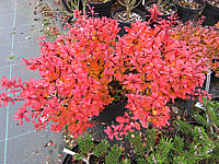 Berberis%20thunbergii%20Bagatelle%20Herbst%2002.JPG