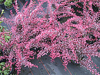 Berberis%20thunbergii%20Rose%20Glow.jpg