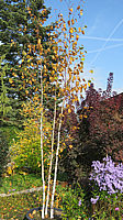 Betula%20utilis%20Doorenbos%20-%203-staemmig%204m%20Herbst.JPG
