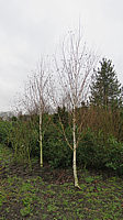 Betula%20utilis%20Doorenbos%20001.JPG