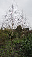 Betula%20utilis%20Doorenbos%20003.JPG