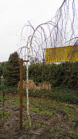 Betula%20utilis%20Long%20Trunk%20009.JPG