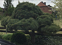 Bonsaikiefer%20schlecht%20geschnitten%202,5m%20hohe%20Weymouthkiefer.jpg