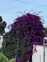 Bougainvillea%20glabra%20Sanderiana%202025-05-23%20-1.HEIC