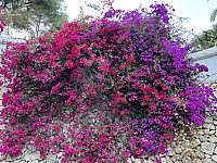 Bougainvillea%20glabra%20Sanderiana%202025-05-23%20-2.HEIC