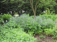 Brunnera%20macrophylla%20+%20Anemone%20sylvestris%202.jpg