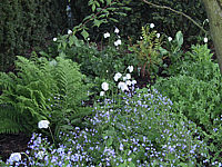 Brunnera%20macrophylla%20+%20Anemone%20sylvestris.jpg
