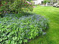 Brunnera%20macrophylla%20-%20Bluete%20und%20Ausbreitung….JPG