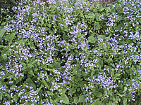 Brunnera%20macrophylla%20-%20Blueten.JPG