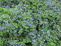 Brunnera%20macrophylla%20-%20flaechig%20bluehend1.JPG