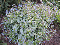 Brunnera%20macrophylla%20Jack%20Frost%20-%201%20at%20Morninglight.JPG