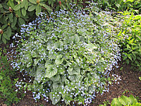 Brunnera%20macrophylla%20Jack%20Frost%20-%202%20at%20Eveninglight.JPG