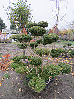 Buchsbaum%20Solitaer-Bonsai%2001.JPG