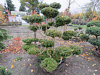 Buchsbaum%20Solitaer-Bonsai%2002.JPG
