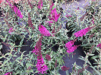 Buddleja%20BUZZ%20Magenta%20Improved.JPG