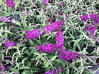 Buddleja%20BUZZ%20Pink%20Purple.JPG
