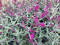 Buddleja%20BUZZ%20Velvet.JPG