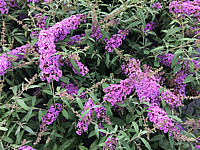 Buddleja%20BUZZ%20Violet.JPG