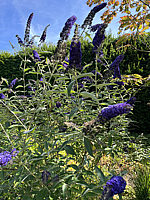Buddleja%20Hybride%20Adonis%20Blue%2001.jpg