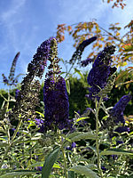 Buddleja%20Hybride%20Adonis%20Blue%2002.jpg