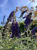 Buddleja%20Hybride%20Adonis%20Blue%2003.jpg