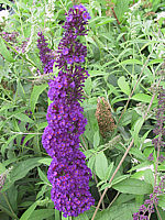 Buddleja%20Hybride%20Black%20Knight%2002.JPG