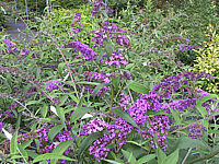 Buddleja%20Hybride%20Empire%20Blue%2001.JPG