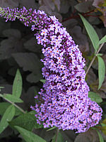 Buddleja%20Hybride%20Empire%20Blue%2002.JPG