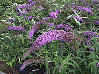Buddleja%20Hybride%20Ile%20De%20France%2001.JPG