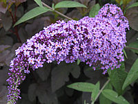 Buddleja%20Hybride%20Ile%20De%20France%2002.JPG