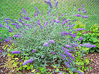 Buddleja%20Hybride%20Nanho%20Blue%2001.JPG