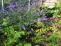 Buddleja%20Hybride%20Nanho%20Blue%2002.JPG