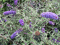 Buddleja%20Hybride%20Nanho%20Blue%203%20nah.JPG