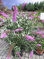 Buddleja%20Hybride%20Pink%20Delight%2002.JPG