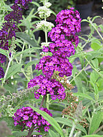Buddleja%20Hybride%20Royal%20Red.JPG