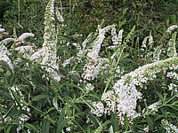 Buddleja%20Hybride%20White%20Bouquet.JPG