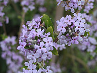 Buddleja%20alternifolia%20-%20Bluetenmacro1.JPG