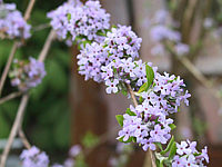 Buddleja%20alternifolia%20-%20Bluetenmacro2.jpg