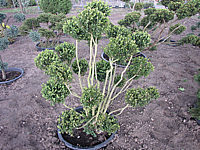 Buxus%20sempervirens%20-%20Bonsai%20Co%201m.JPG