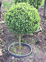 Buxus%20sempervirens%20-%20Halbstamm-Kugel%2060cm.JPG