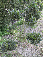 Buxus%20sempervirens%20-%20kleiner%20Bonsairohling1.JPG