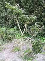 Buxus%20sempervirens%20-%20kleiner%20Bonsairohling2.JPG