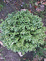 Buxus%20sempervirens%20Blauer%20Heinz%2045cm.JPG