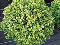Buxus%20sempervirens%20Blauer%20Heinz.JPG